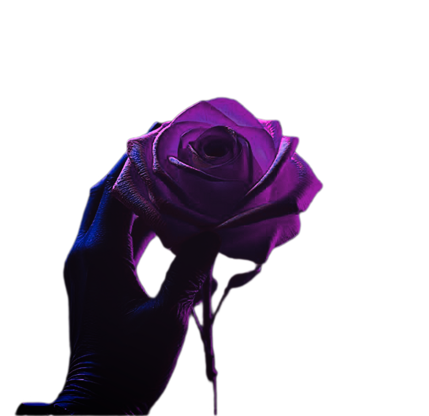 Autumn’s Last Rose